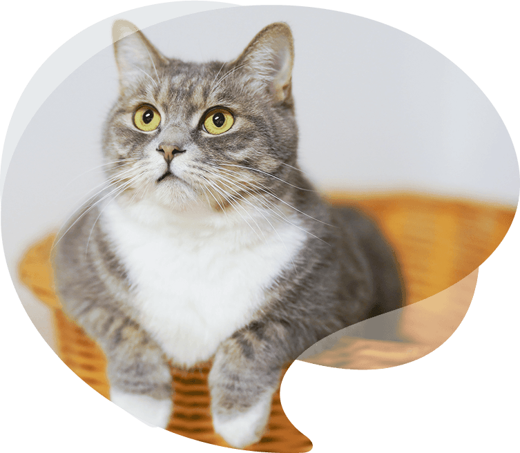 Produtos sinceros para animais de estimação Co., Ltd.